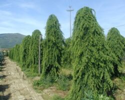Cedrus deodara pendula Cedrus deodara pendula